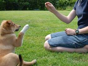 零基础训犬教学训练宠物狗视频教程全集下载